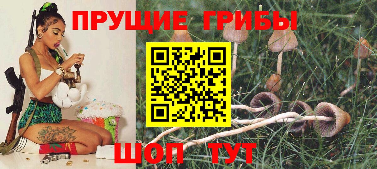 Дмитров  наркота  Псилоцибиновые грибы GOLDEN TEACHER  Вход с VPN  Псилоцибиновые грибы мицелий 